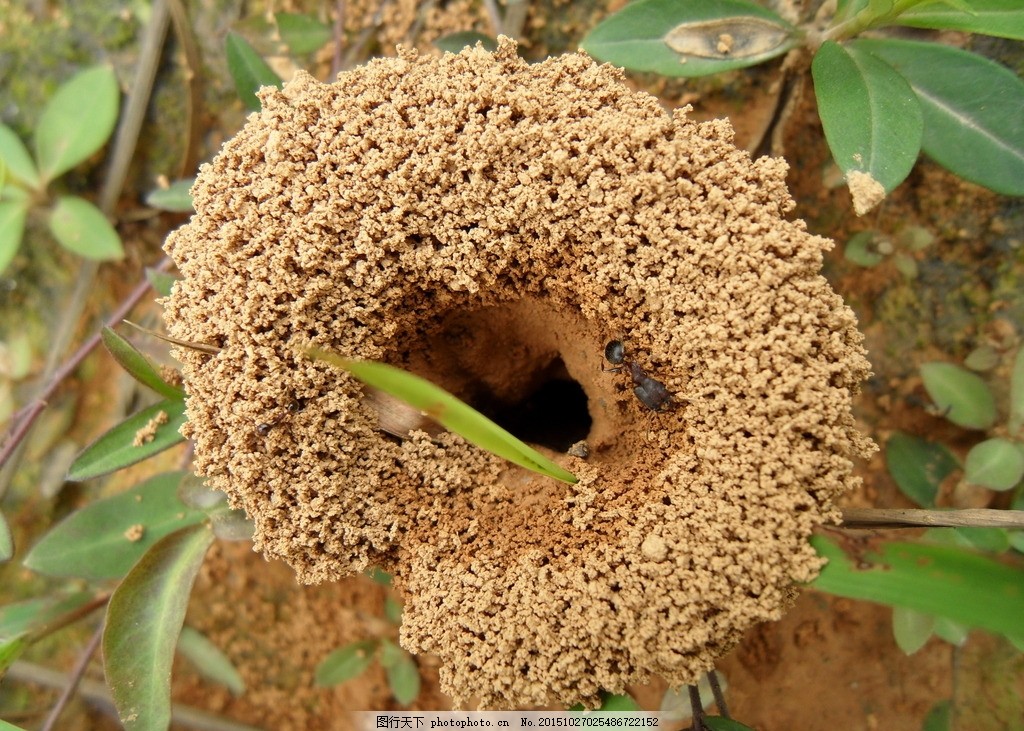 蚂蚁窝图片