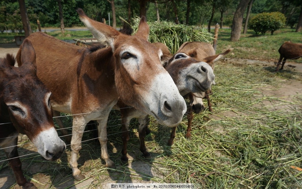 搞笑的驴子图片