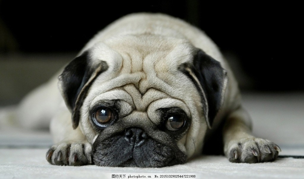 忧郁的狗 表情狗