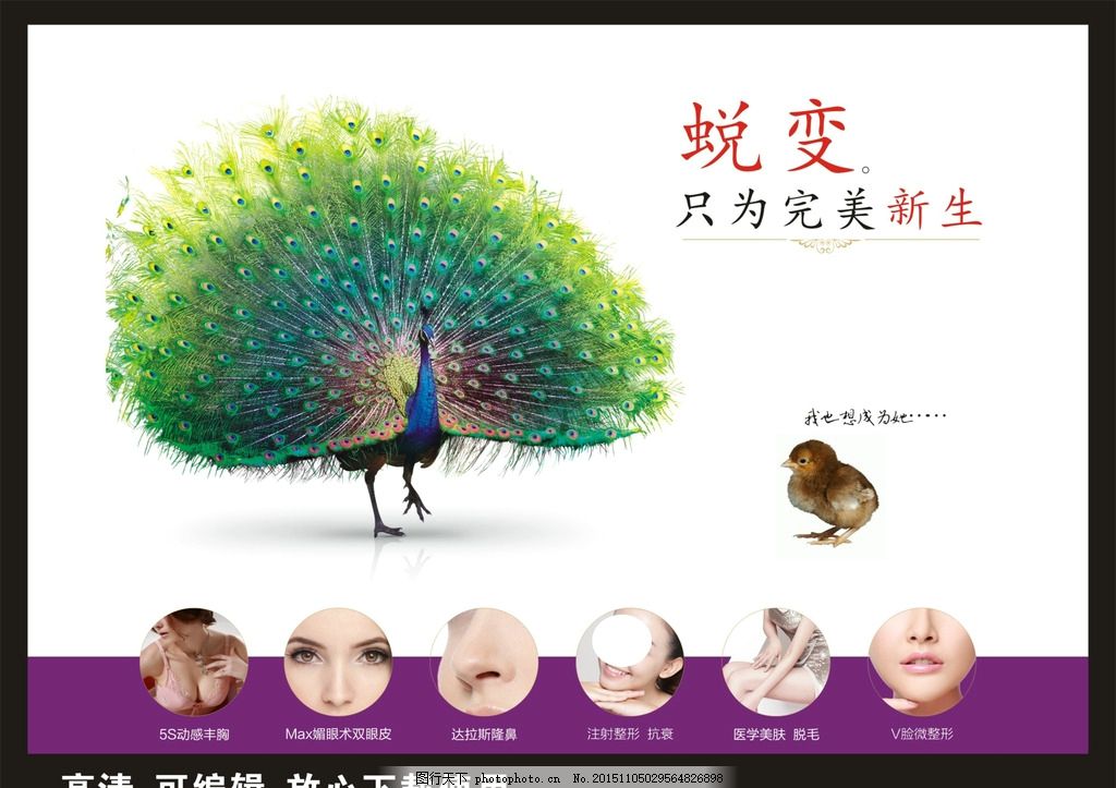 整形美容蜕变,美丽蜕变 美容公司 孔雀蜕变 小鸡