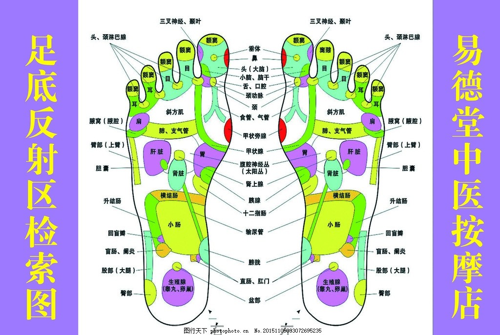 足底反射区检索图图片_其他_PSD分层_图行天下图库