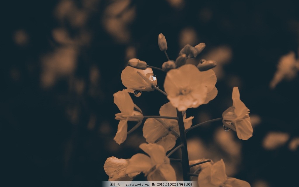 寂寞傍晚的花 悲伤 落寞 孤独 无助 忧郁 安静的花 景集 摄影