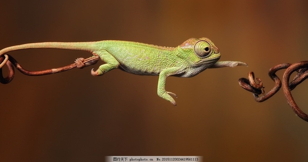 蜥蜴变色龙