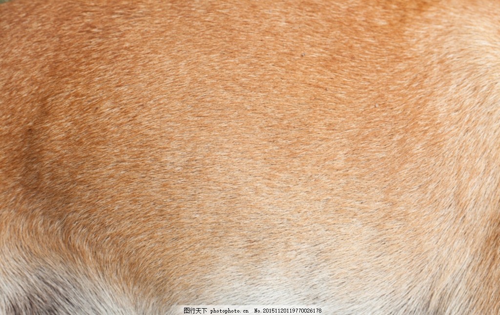动物毛发纹理背景摄影高清,材质 皮毛毛发 豹纹