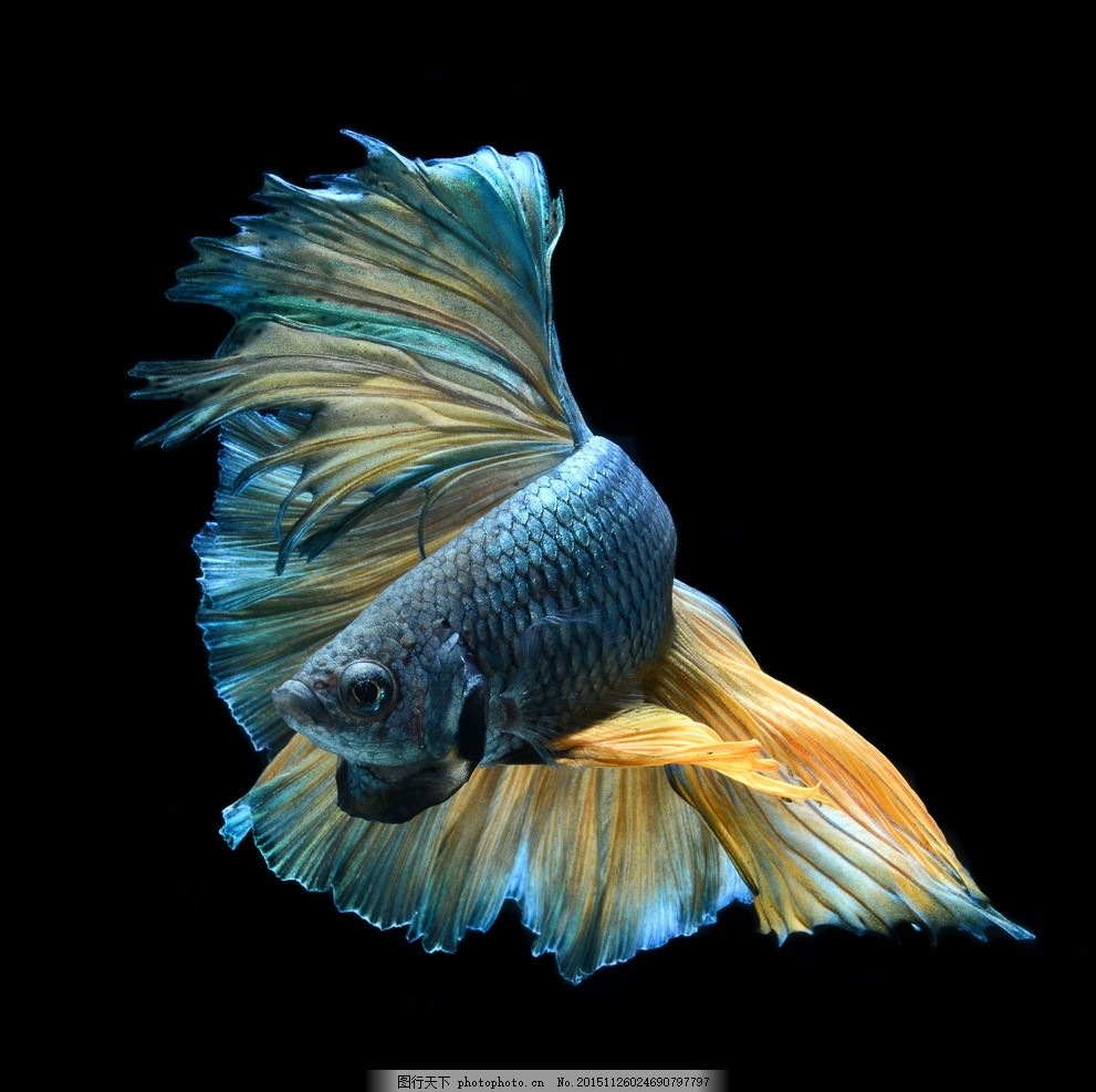 斗鱼观心8与观觉8