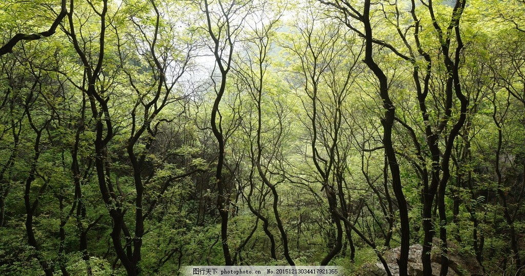 树林 树枝 树丛 森林 大叔 树梢 大自然 风景 摄影