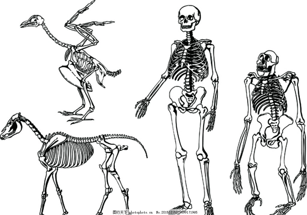 动物人类骨架,恐龙骨架矢量 恐龙骨矢量图 恐龙矢量图-图行天下图库