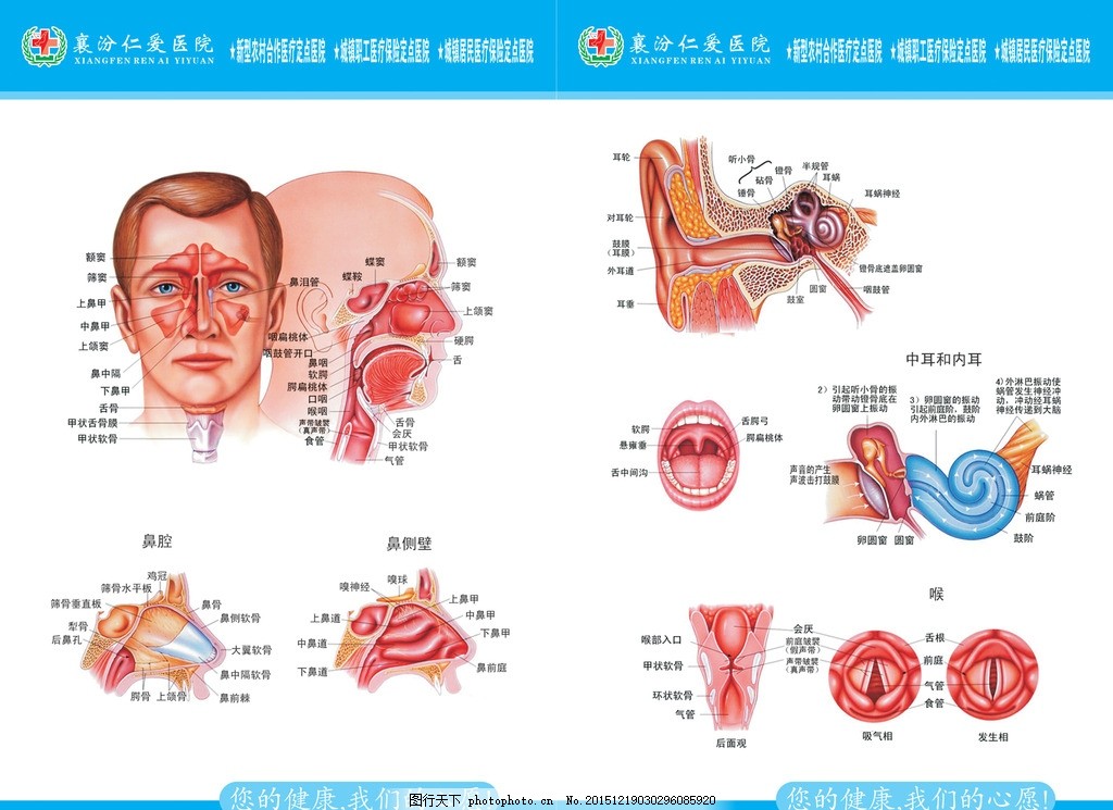 耳鼻喉展板