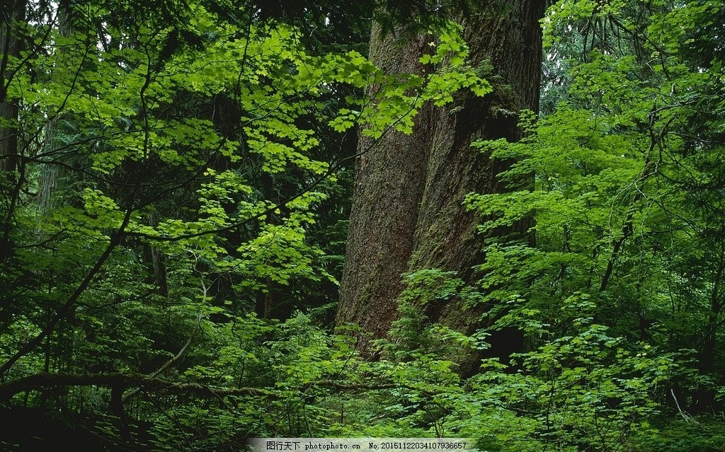 熱帶雨林 森林 觀景臺 森林全景 自然景觀 自然風景 攝影圖庫 300dpi